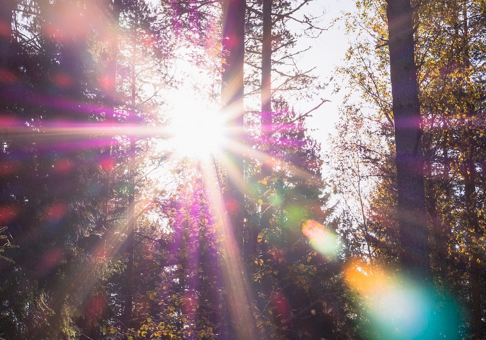 Wald im Sonnenschein